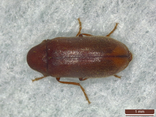 pine bark anobiid beetle