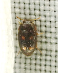 Litargus tetraspilotus