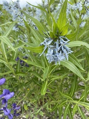 Amsonia illustris