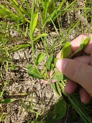 Verbena scabra