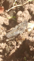 Tetrix undulata