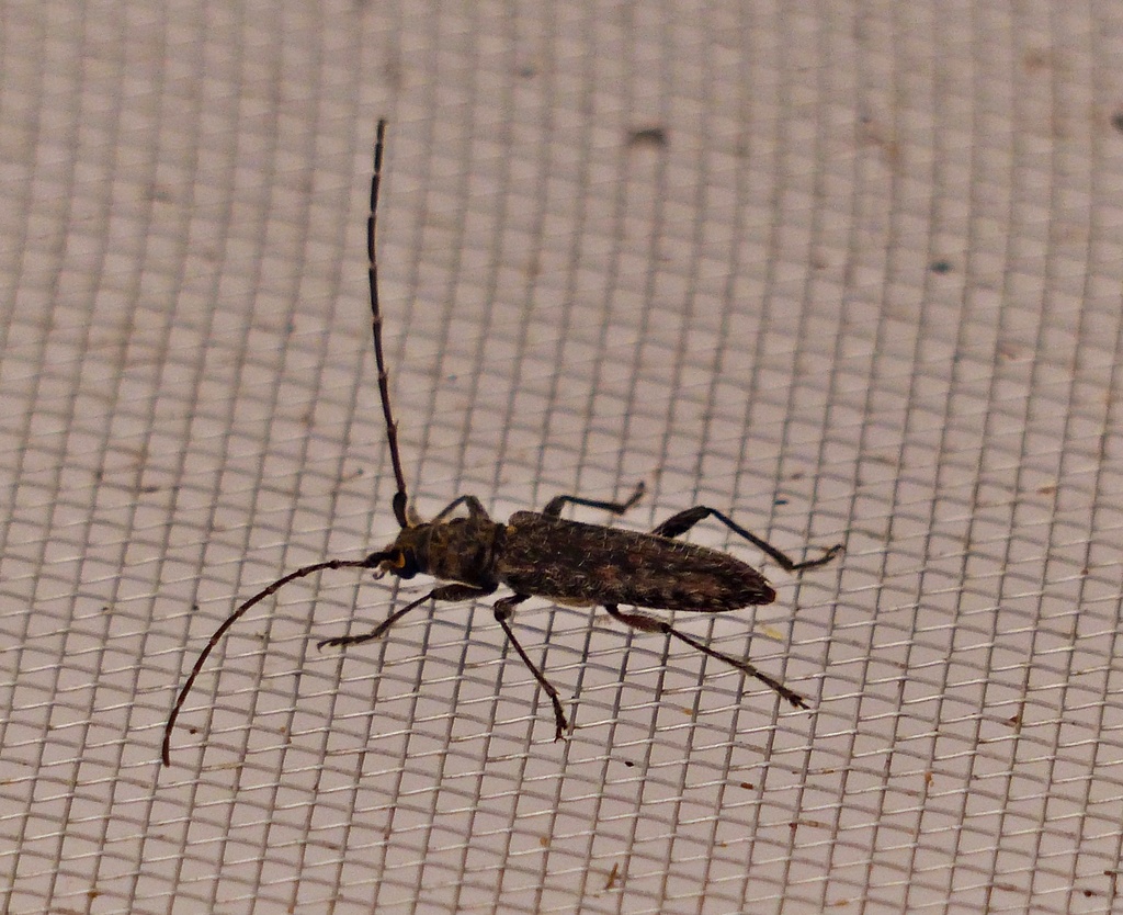 Eurysthea hirca