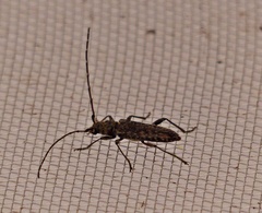 Eurysthea hirca