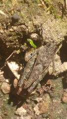 Tetrix undulata