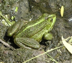 Pelophylax ridibundus
