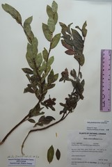 Salix pseudomyrsinites