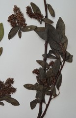 Salix pseudomyrsinites