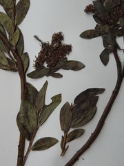 Salix pseudomyrsinites