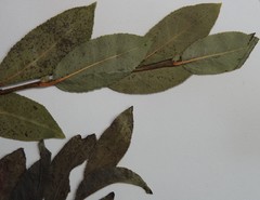 Salix pseudomyrsinites