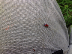 Coccobaphes frontifer