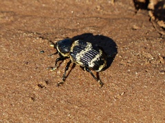 Cratosomus helleri