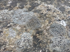 Rhizocarpon petraeum