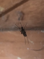 Culiseta incidens