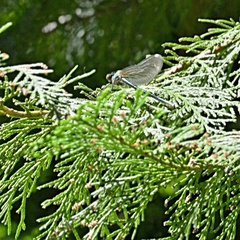 Calopteryx splendens