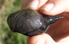 Lymnaea stagnalis
