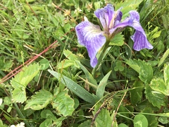 Iris hookeri