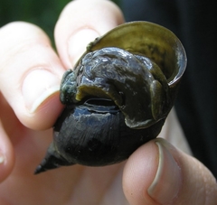 Lymnaea stagnalis