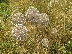 Allium polyanthum