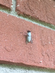 Leucotabanus annulatus