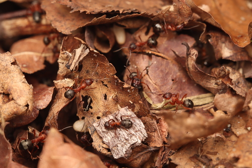 Blood-red Field Ant, photo 3 of 10