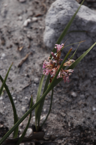 Image of Tritoniopsis dodii by (c) Tony Rebelo, some rights reserved (CC BY-SA)