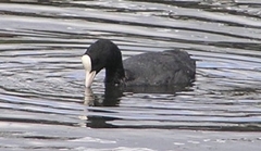 Fulica atra