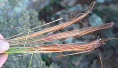 Ficinia compasbergensis