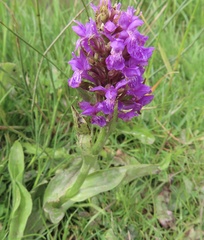 Dactylorhiza purpurella