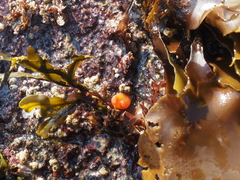 Cnemidocarpa finmarkiensis