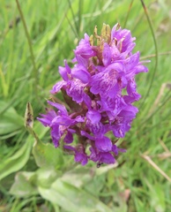 Dactylorhiza purpurella
