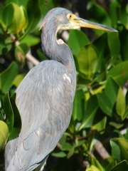 Egretta tricolor image