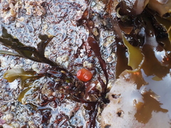 Cnemidocarpa finmarkiensis