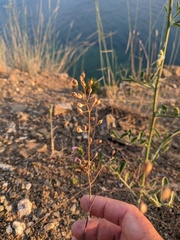 Camelina rumelica