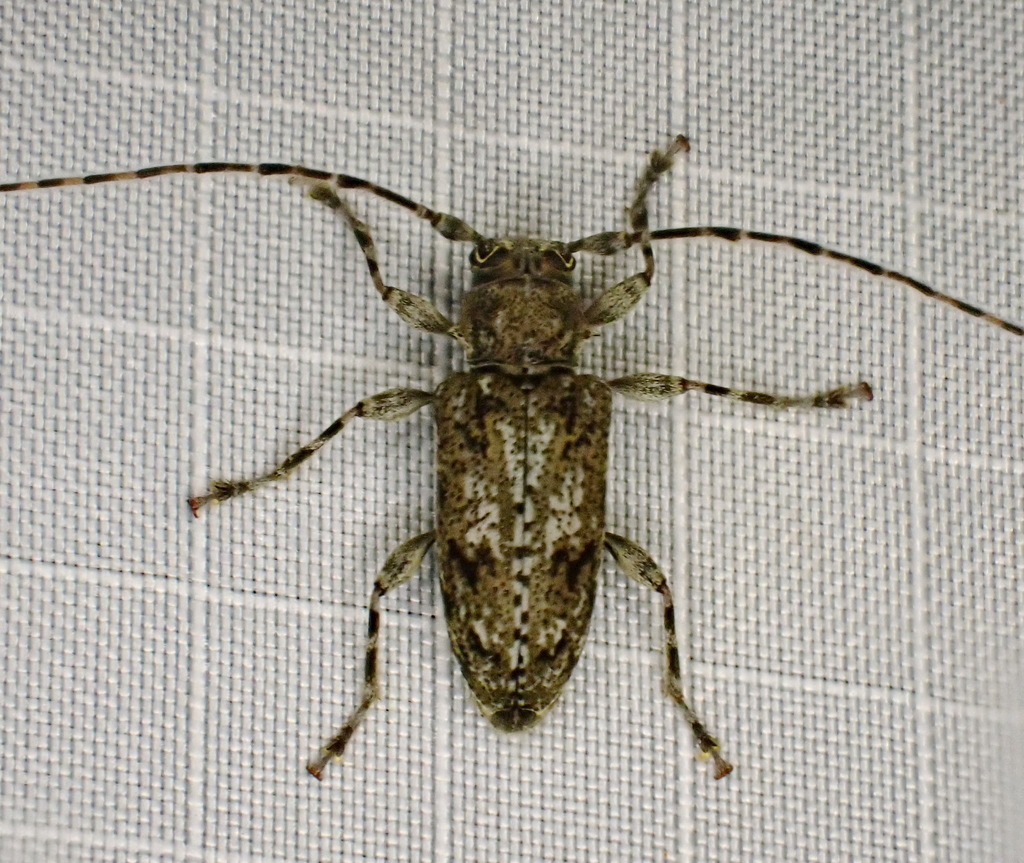 Aegomorphus modestus · iNaturalist