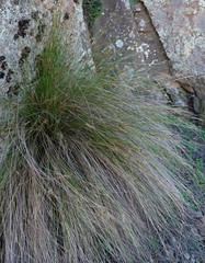 Ficinia compasbergensis