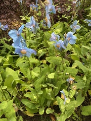 Meconopsis