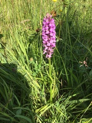 Dactylorhiza × grandis