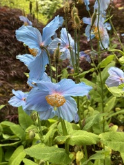 Meconopsis