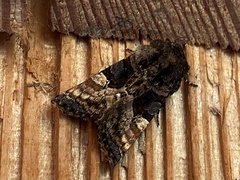 Euplexia