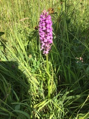 Dactylorhiza × grandis