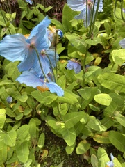 Meconopsis
