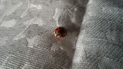 Harmonia axyridis