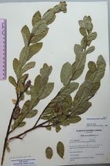 Salix pseudomyrsinites