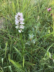Dactylorhiza × grandis
