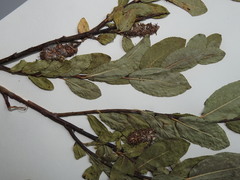 Salix pseudomyrsinites