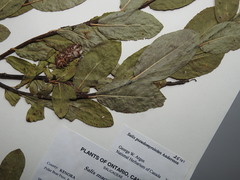 Salix pseudomyrsinites