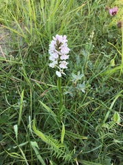 Dactylorhiza × grandis