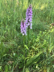Dactylorhiza × grandis