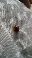 Harmonia axyridis
