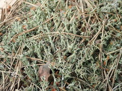 Cladonia cenotea
